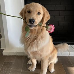 Golden Retrievers from Cover Goldens