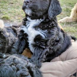 Assorted Doodle Crosses Puppies from Southern Star Goldendoodles