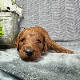 Ronan - Red male Irish Doodle puppy in Hammond, Wisconsin from Queen of the Hill Puppies