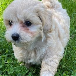 Cavapoos from Tatyana's Cavapoos