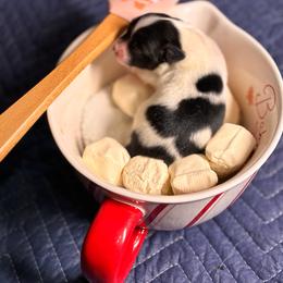Boy - White and black male Papillon puppy in Frostproof, Florida from Sequence Papillon