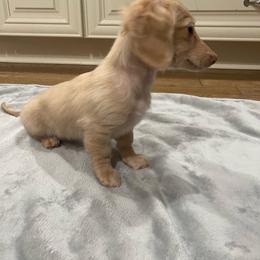 Puff - Cream female Dachshund puppy in Gainesville, Georgia from Emory Farms
