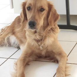 Goldendoodles, Golden Retrievers, and Miniature American Shepherds from Doodalicious