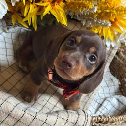 Joshua - Chocolate and tan male Dachshund puppy in Fayetteville, West Virginia from Loop Creek Dachshunds