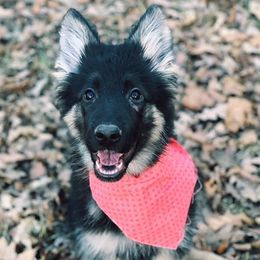 German Shepherds from Williams Haus German Shepherds