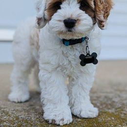 Cockapoo Puppies from Lulu's Cockapoos