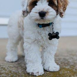 Cockapoo Puppies from Lulu's Cockapoos