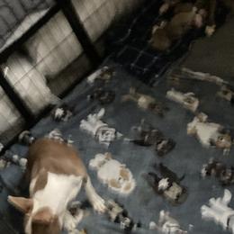Boston Terrier Puppies from Nettles Nuggets