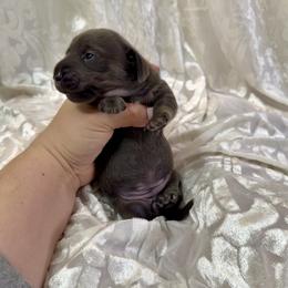 Blue and cream girl - Blue and cream female Dachshund puppy in Centralia, Washington from FairyTail Dachshunds