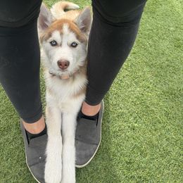 Siberian Husky Puppies from Young Orchard Siberians