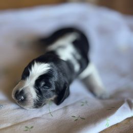 Sequoyah - Tri-Roan female English Springer Spaniel puppy in Winfield, Tennessee from Murphy Farms and Springers