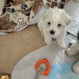 Miniature Schnauzer and Shih Tzu Puppies from Cutie Shihtzu, Miniature Schnauzer