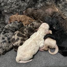 Aussiedoodle Puppies from Redwood Aussiedoodles