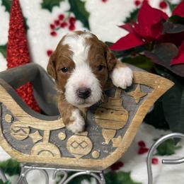 Austyn - Red  male Goldendoodle puppy in Roseburg, Oregon from Dbos Furry Friends