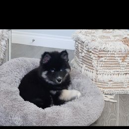 Siberian Husky Puppies from Addison Grove Huskies