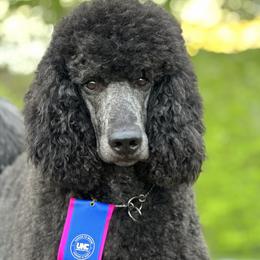 Loki - Poodle
