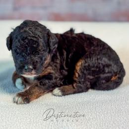 Fozzy - Black tri-color male Aussiedoodle puppy in Kennesaw, Georgia from Distinctive Doodle