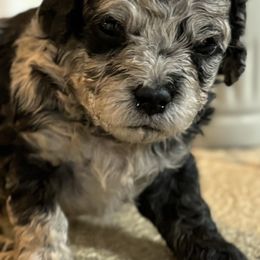 Cavapoos from Min’s Cava-Cuties