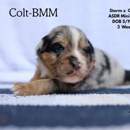 Colt- Blue Merle Male - Blue merle male Miniature Australian Shepherd puppy in Nacogdoches, Texas from TK Standard, Mini, & Toy Aussies