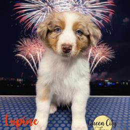 Lupine - Red merle male Australian Shepherd puppy in Falmouth, Kentucky from Queen City Farm