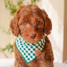 Fudge - Red  male Goldendoodle puppy in Calvin, Oklahoma from BellaDoodles