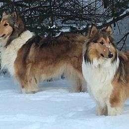 Collies from Brown Acres Collies