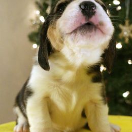 Beagle and Vizsla Puppies from Glade Mill Sporting & Hound