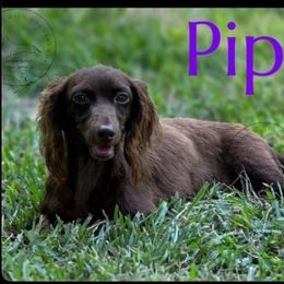 Pip - Chocolate female Dachshund puppy in Denham Springs, Louisiana from Rockin’ with Dachshunds
