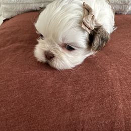 Shih Tzu and Yorkshire Terrier Puppies from Tiny Puppies World
