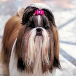 HARLOW - Shih Tzu
