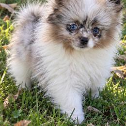 Mosaic - Blue Merle Parti Female - Blue merle female Pomeranian puppy in Buck Valley, Pennsylvania from Buck Valley Pomeranians