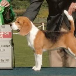 It's All About Me  - Beagle