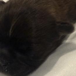 Shih Tzus from Brinklee's Babies