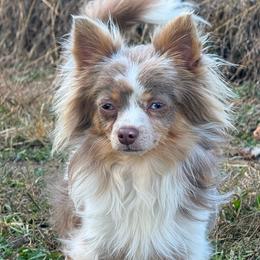 Bacardi - Chihuahua
