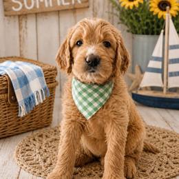 Ted Bear - Apricot male Goldendoodle puppy in Rocky Point, North Carolina from CelticDoods