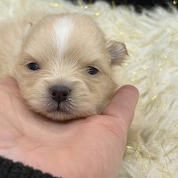 Stripe - Cream male Pomeranian puppy in Franklin, North Carolina from A&J Cutie Pawtooties