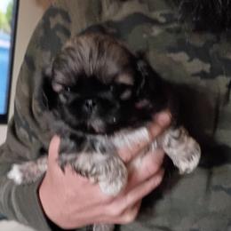 Gillian's baby - Fawn sable male Pekingese puppy in Burns, Kansas from Pekingese Dynasty
