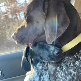 German Shorthaired Pointers from Crooked Creek German Shorthaired Pointers