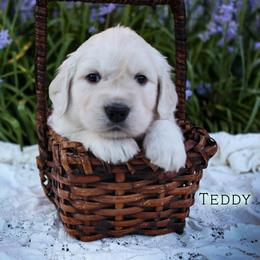 Teddy - Light golden male Golden Retriever puppy in Scio, Oregon from Webb's Wold Kennels