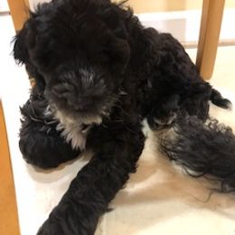 Portuguese Water Dog Puppies from Presidio PWDs