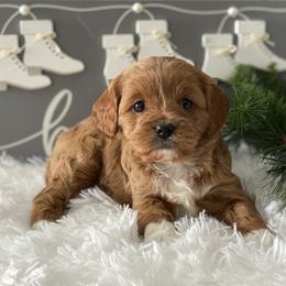 Zion - Apricot female Cavapoo puppy in Lagrange, Indiana from Heavn Sent Acres