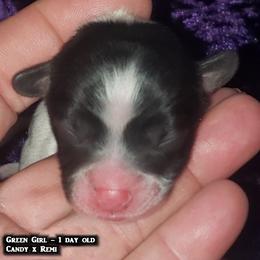 AKC - Green Girl - White black and tan female Papillon puppy in Cadiz, Kentucky from Tiny Treasures Papillons