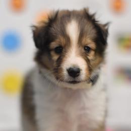 Toffee - Sable and white female Shetland Sheepdog puppy in Wolcott, Indiana from Southside Shelties