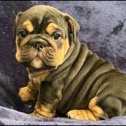 Bulldog Puppies from Bliss Bulldogs