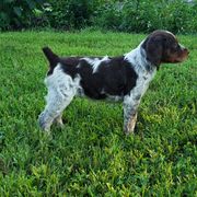 French Brittany Puppies from Dakota Point Kennel