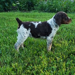 French Brittany Puppies from Dakota Point Kennel