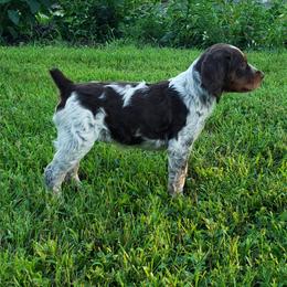 French Brittany Puppies from Dakota Point Kennel