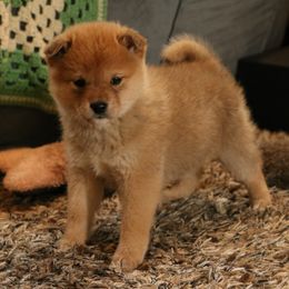 Boy 2 - Red male Shiba Inu puppy in Fairbanks, Alaska from Arctic Kennels (Pomskies, Akitas & Shibas)