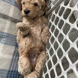 Goldendoodle Puppies from The Miller's Goldendoodles