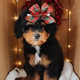 Girl 1 - Phantom female Bernedoodle puppy in Wellsville, Utah from Stay Golden Doodles